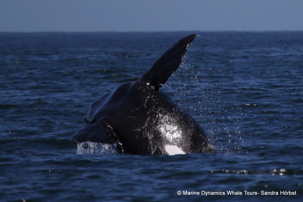 Southern right whale, whale watching, gansbaai, south africa,