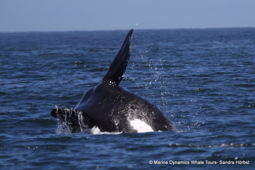 Southern right whale, whale watching, gansbaai, south africa,