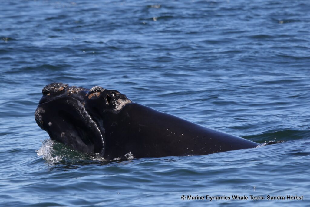 Southern right whale, whale watching, gansbaai, south africa,