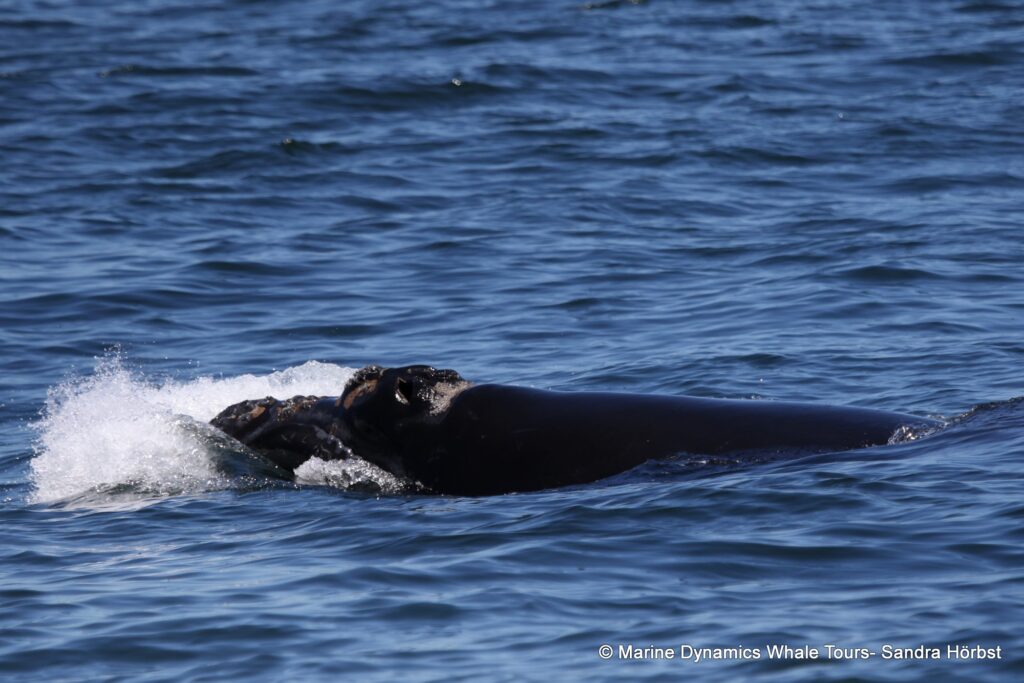 Southern right whale, whale watching, gansbaai, south africa,