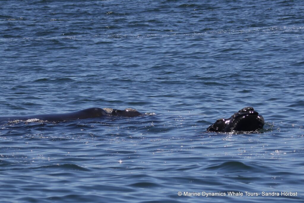 Southern right whale, whale watching, gansbaai, south africa,