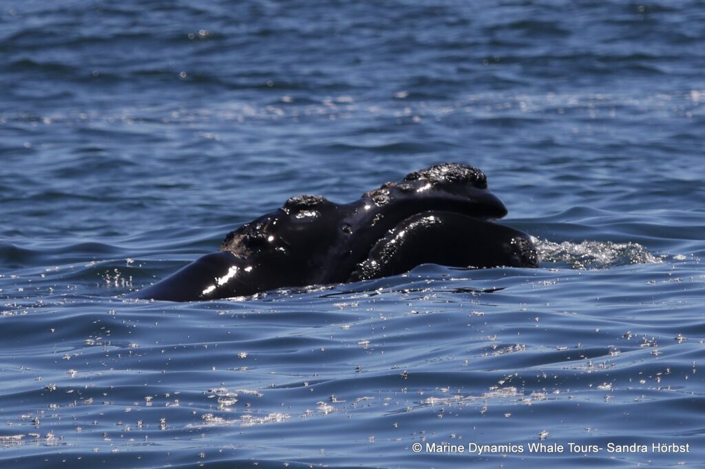 Southern right whale, whale watching, gansbaai, south africa,