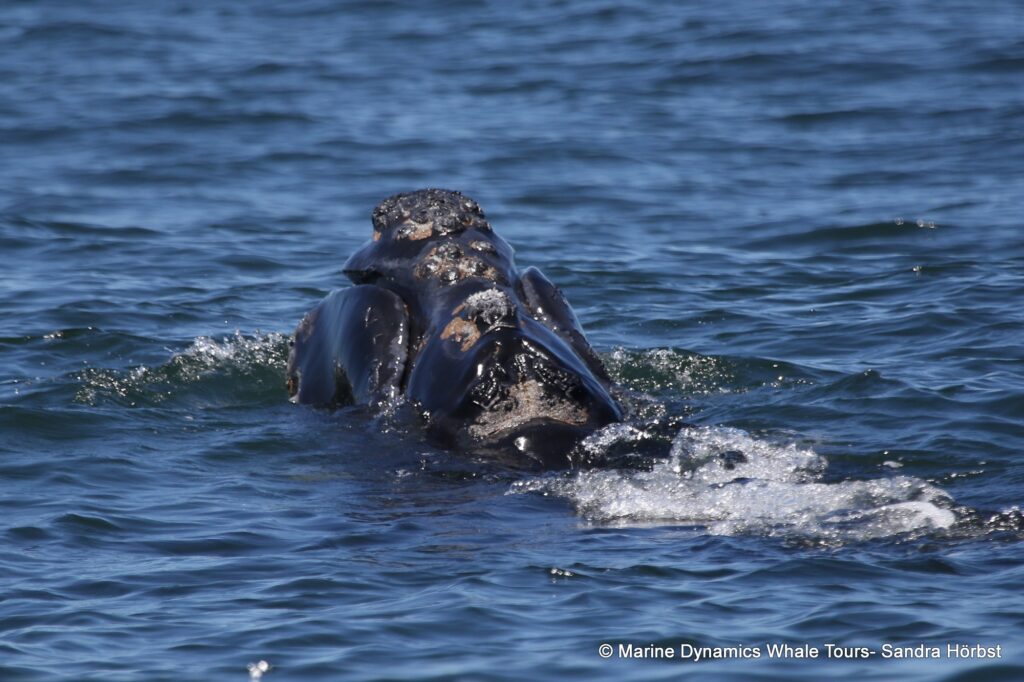 Southern right whale, whale watching, gansbaai, south africa,