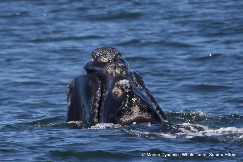 Southern right whale, whale watching, gansbaai, south africa,