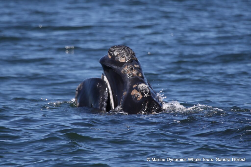 Southern right whale, whale watching, gansbaai, south africa,