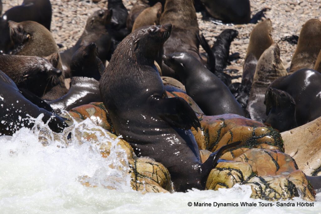 cape fur seal, whale watching, gansbaai, south africa