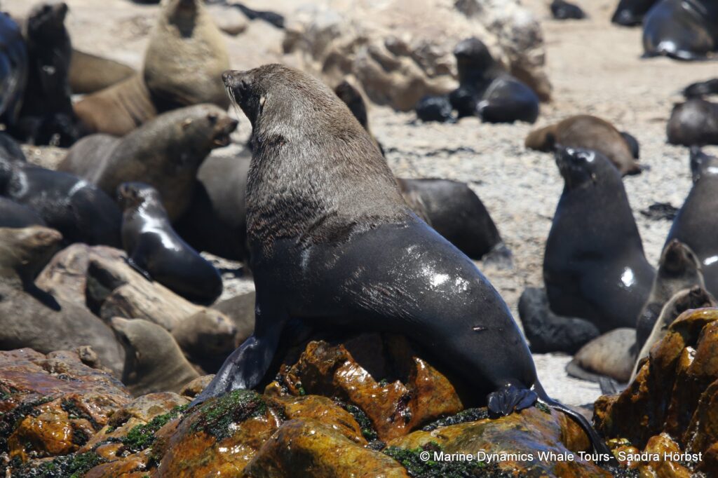 cape fur seal, whale watching, gansbaai, south africa