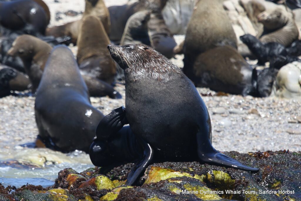 cape fur seal, whale watching, gansbaai, south africa
