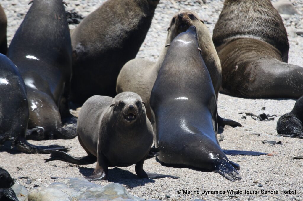 cape fur seal, whale watching, gansbaai, south africa