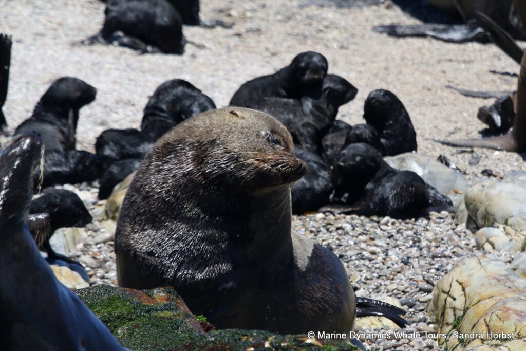 cape fur seal, whale watching, gansbaai, south africa