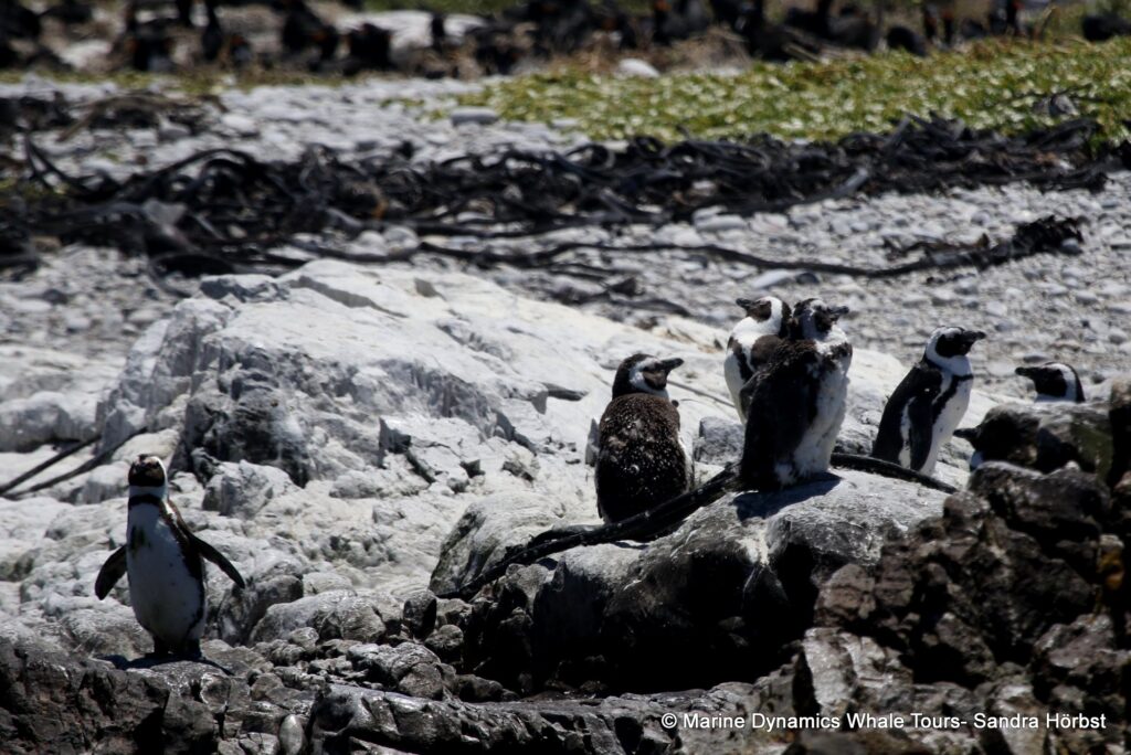 african penguin, whale watching, gansbaai, south africa