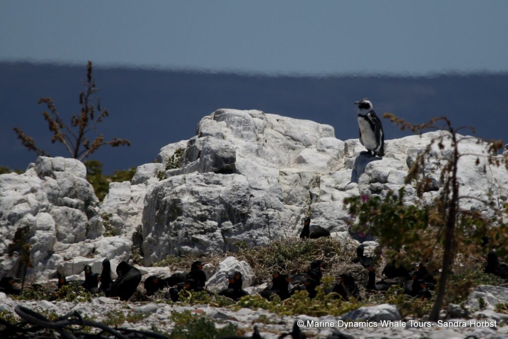 african penguin, whale watching, gansbaai, south africa