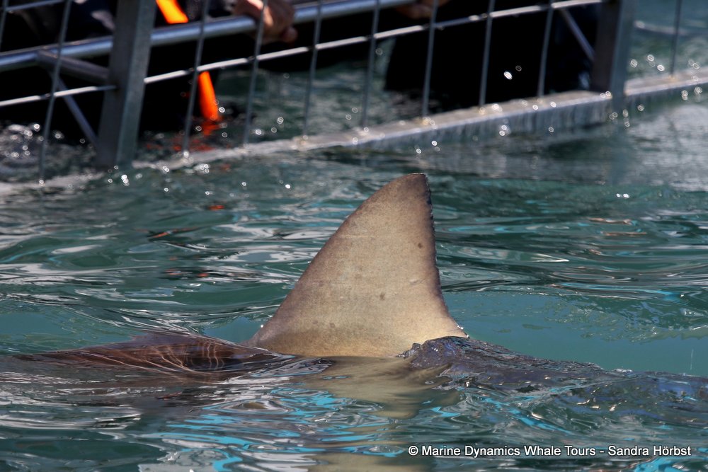 bronze whaler shark, whale watching, gansbaai, south africa,