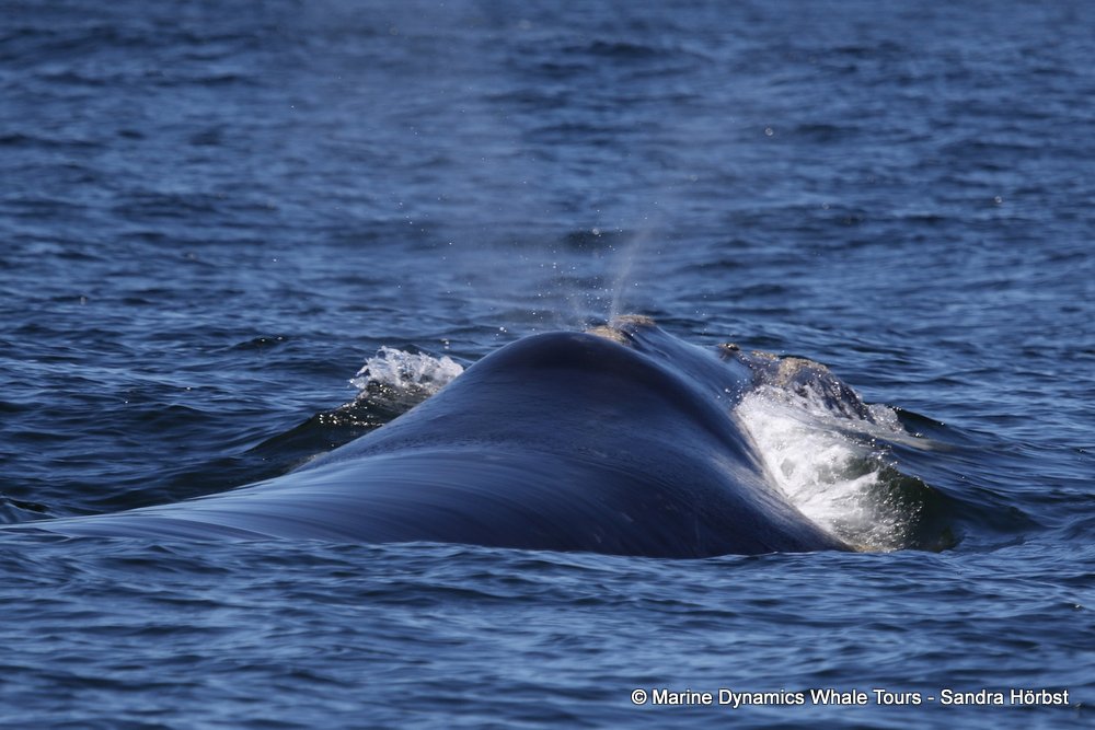 Southern right whale, whale watching, gansbaai, south africa,