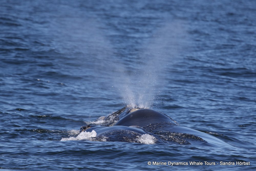 Southern right whale, whale watching, gansbaai, south africa,