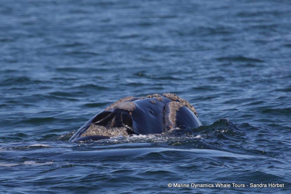 Southern right whale, whale watching, gansbaai, south africa,