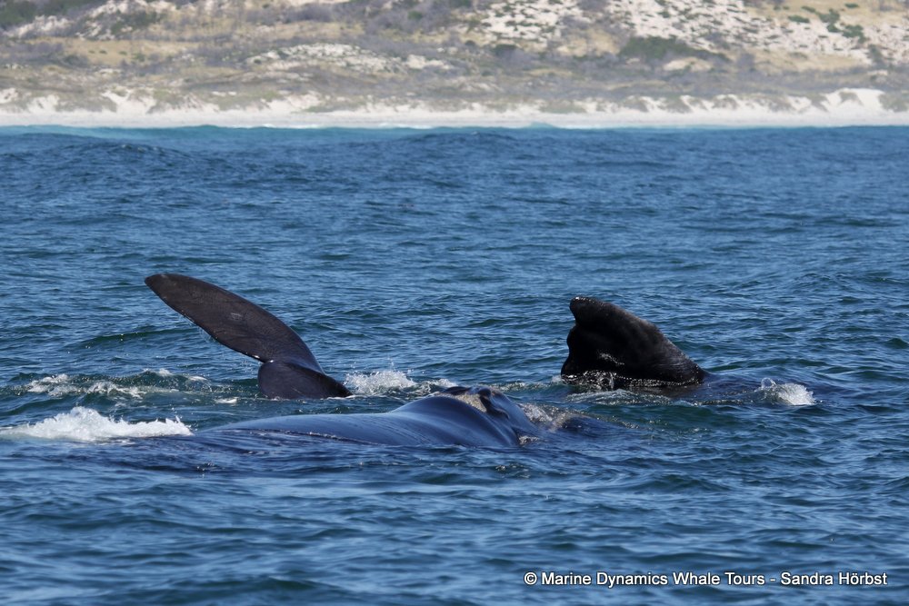 Southern right whale, whale watching, gansbaai, south africa,