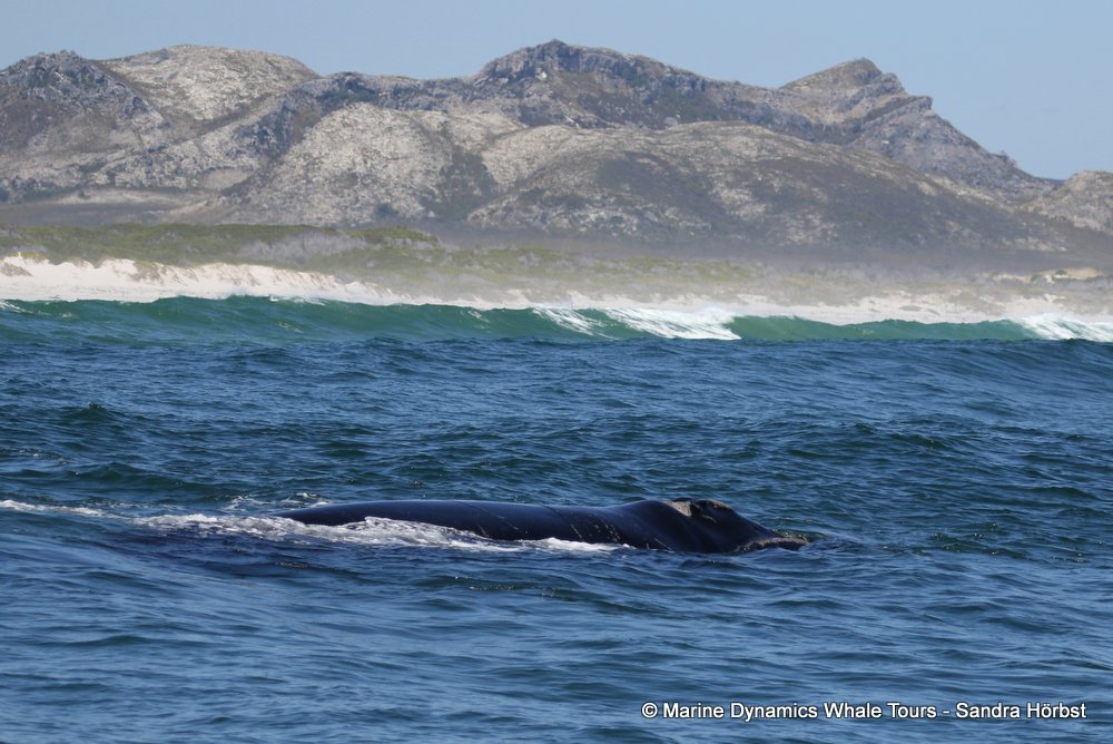 Southern right whale, whale watching, gansbaai, south africa,