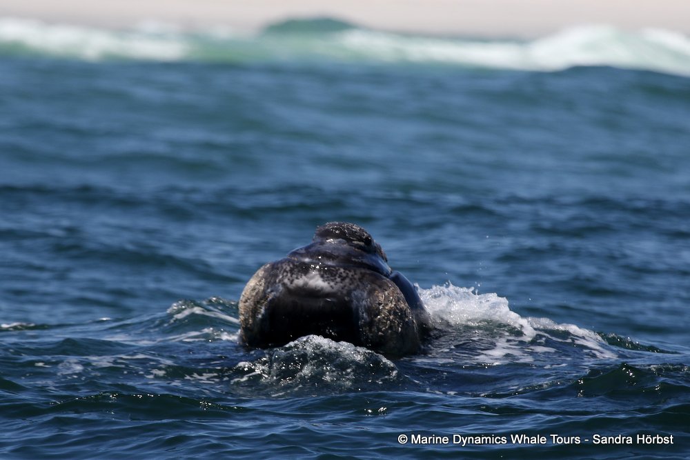 Southern right whale, whale watching, gansbaai, south africa,