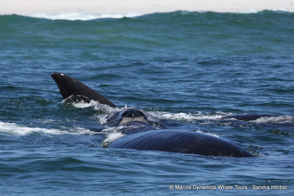Southern right whale, whale watching, gansbaai, south africa,