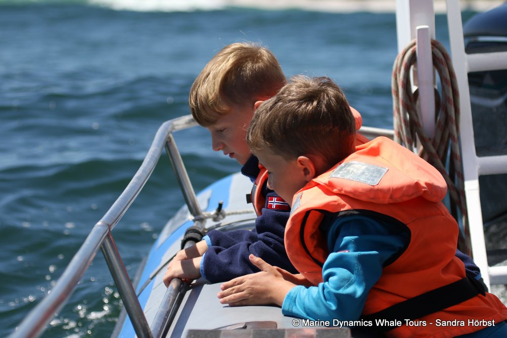 people, whale watching, gansbaai, south africa