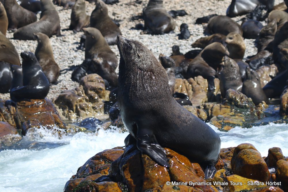 cape fur seal, whale watching, gansbaai, south africa