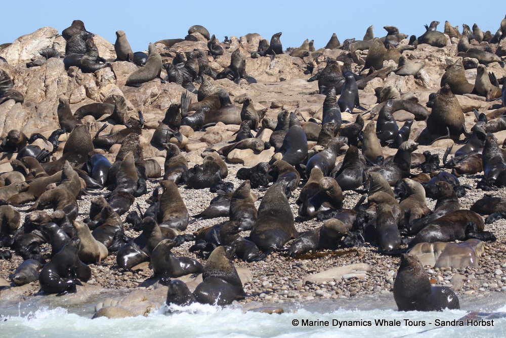 cape fur seal, whale watching, gansbaai, south africa