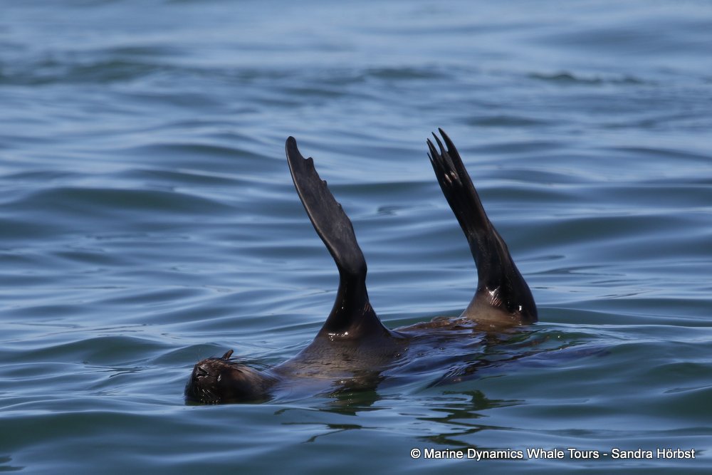 cape fur seal, whale watching, gansbaai, south africa