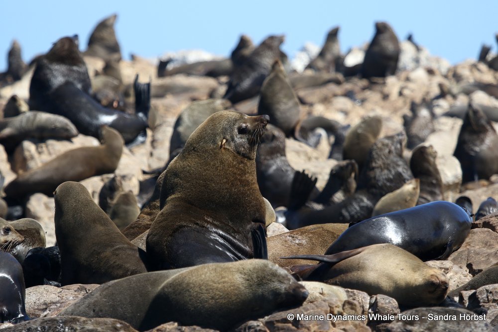 cape fur seal, whale watching, gansbaai, south africa