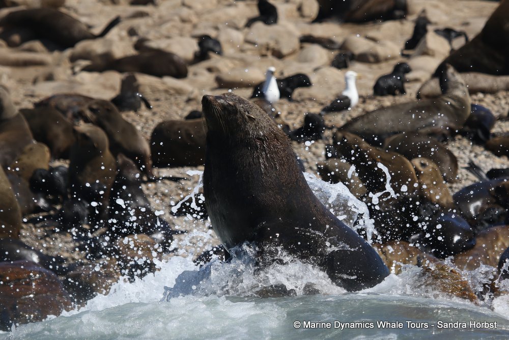 cape fur seal, whale watching, gansbaai, south africa