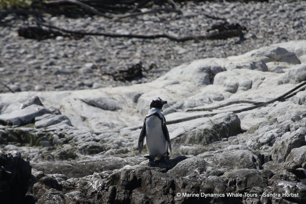 penguins, whale watching, gansbaai, south africa,