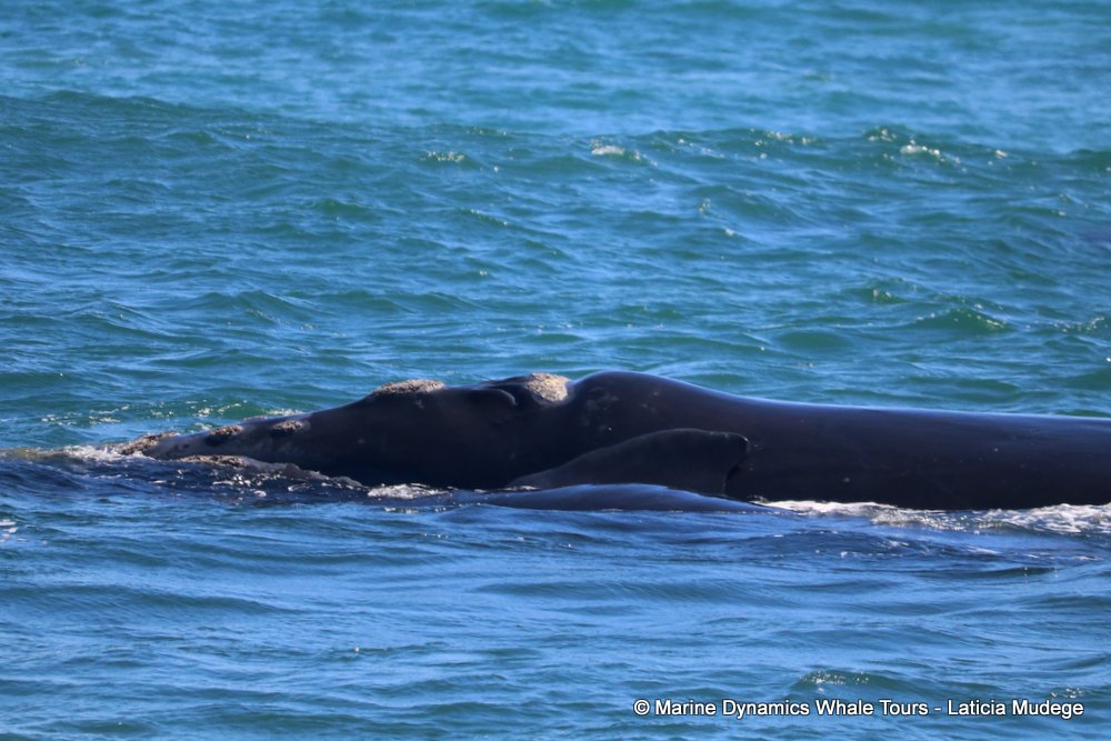 Southern right whale, whale watching, gansbaai, south africa,