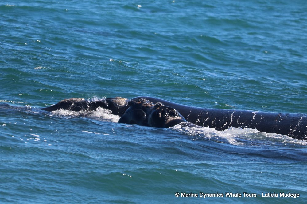 Southern right whale, whale watching, gansbaai, south africa,