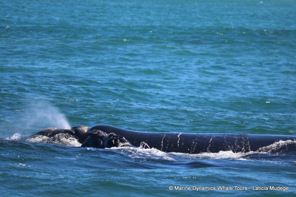 Southern right whale, whale watching, gansbaai, south africa,