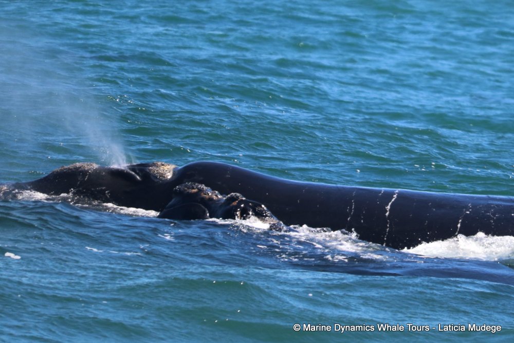 Southern right whale, whale watching, gansbaai, south africa,