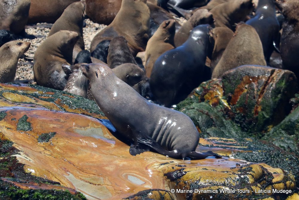 cape fur seal, whale watching, gansbaai, south africa