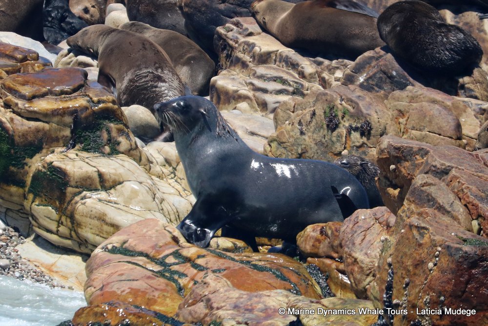 cape fur seal, whale watching, gansbaai, south africa