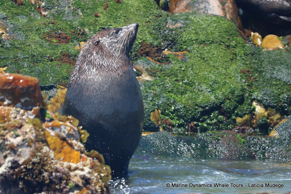 cape fur seal, whale watching, gansbaai, south africa