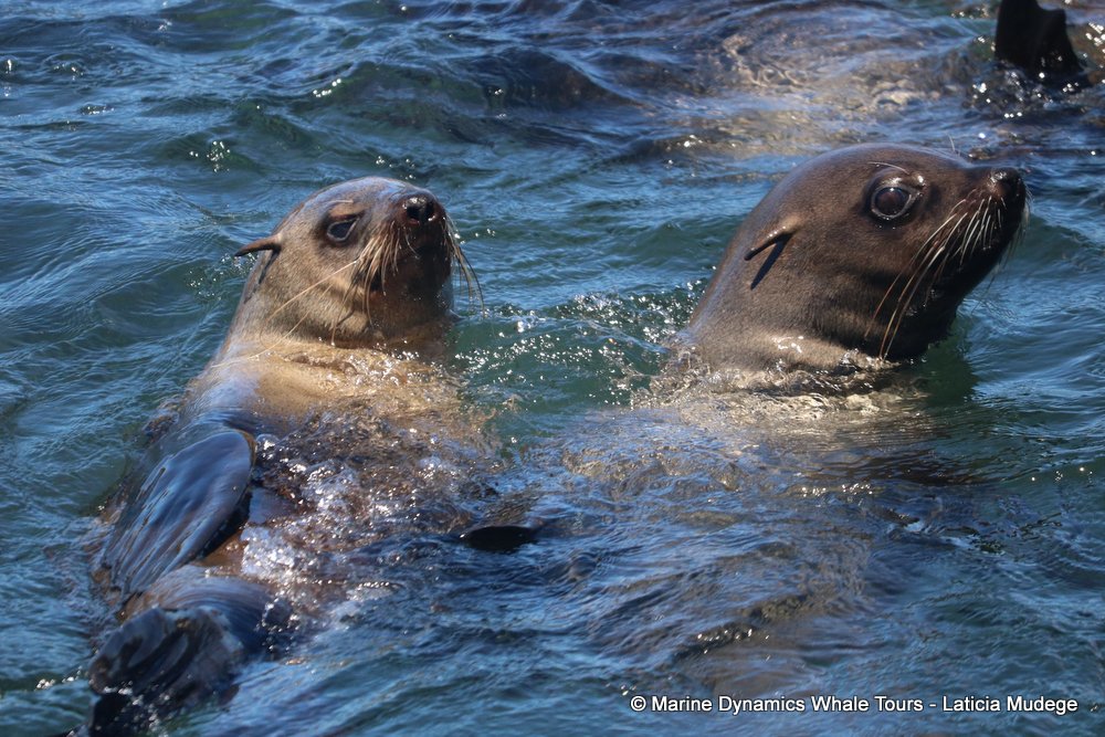 cape fur seal, whale watching, gansbaai, south africa