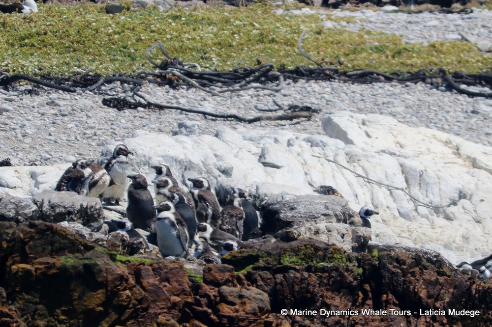 african penguin, whale watching, gansbaai, south africa