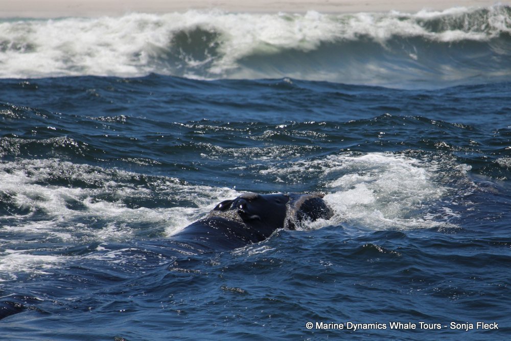 Southern right whale, whale watching, gansbaai, south africa,