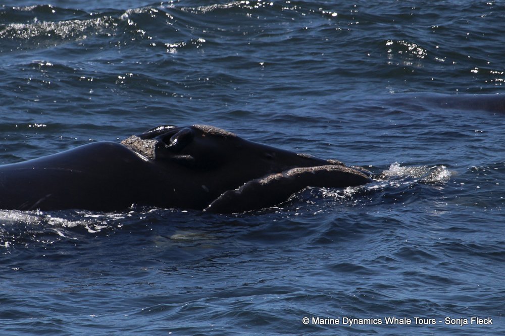 Southern right whale, whale watching, gansbaai, south africa,