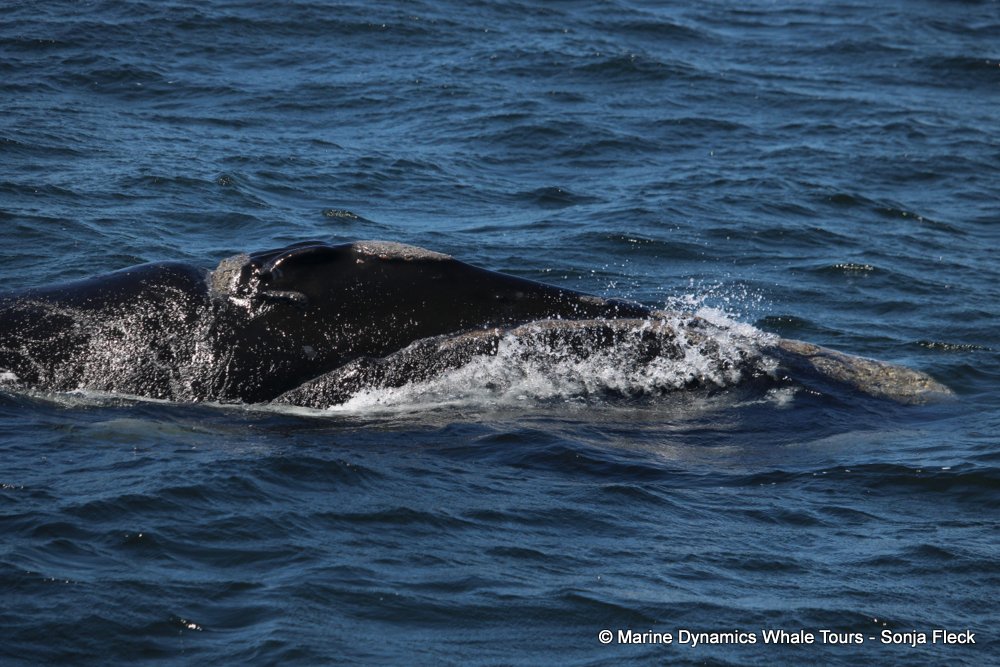 Southern right whale, whale watching, gansbaai, south africa,