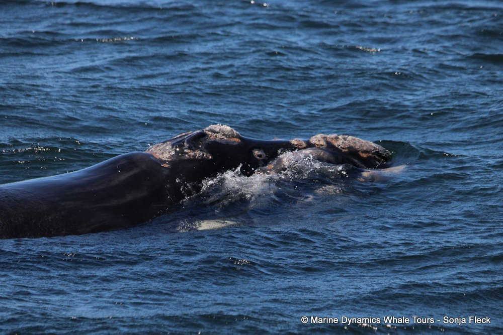 Southern right whale, whale watching, gansbaai, south africa,
