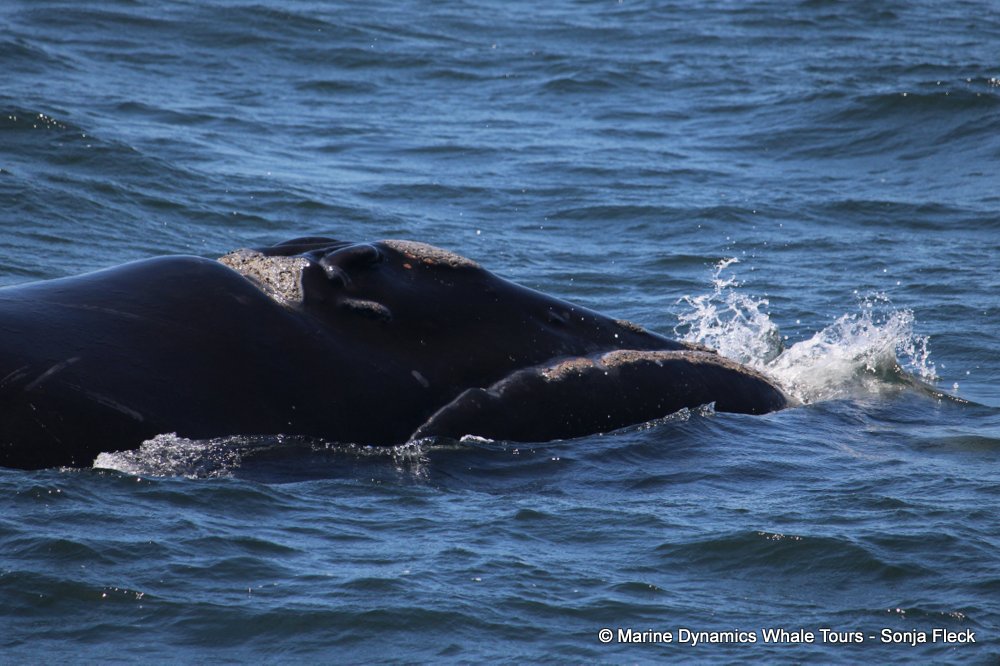 Southern right whale, whale watching, gansbaai, south africa,