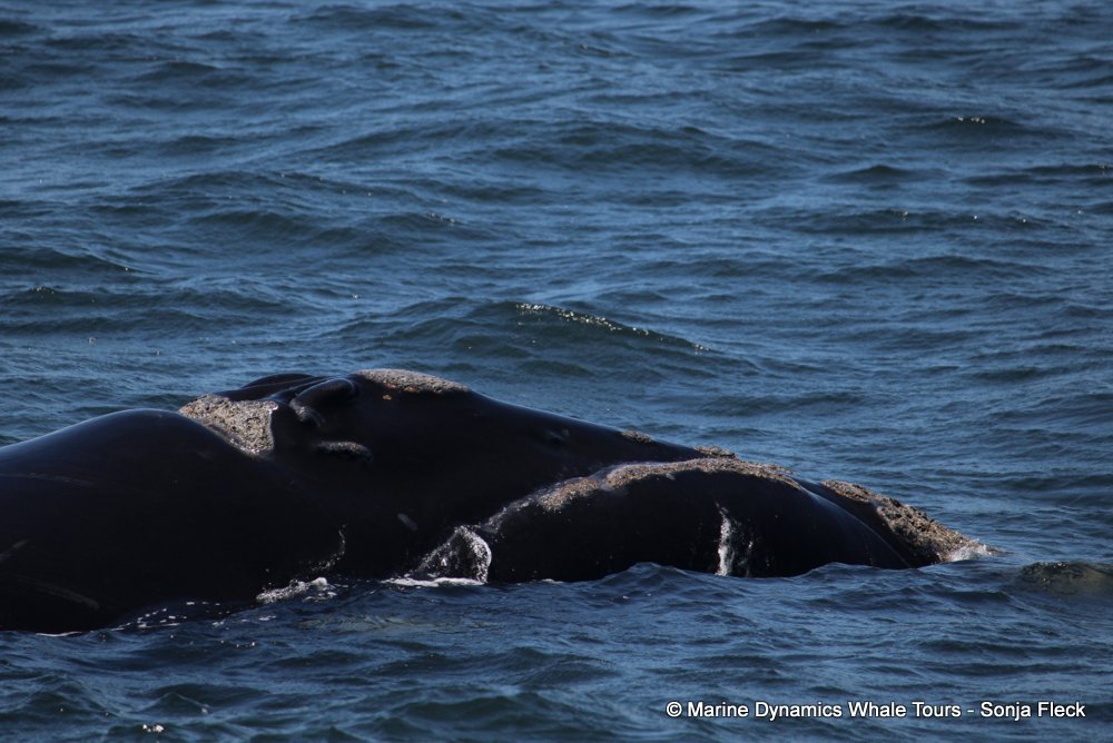 Southern right whale, whale watching, gansbaai, south africa,