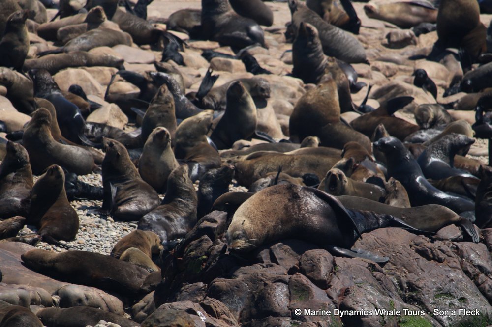 cape fur seal, whale watching, gansbaai, south africa