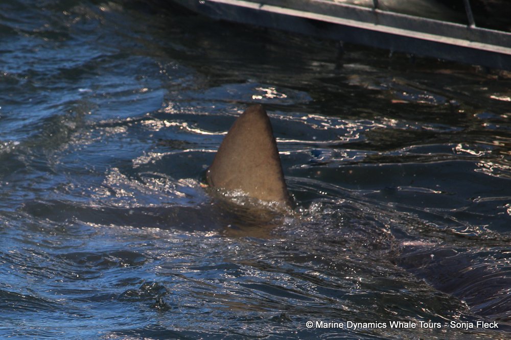 bronze whaler shark, whale watching, gansbaai, south africa,