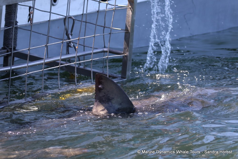 bronze whaler shark, whale watching, gansbaai, south africa,