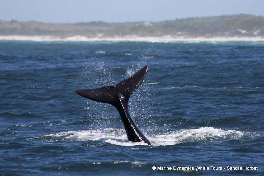 Southern right whale, whale watching, gansbaai, south africa,